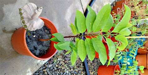 釋迦盆栽|【釋迦盆栽】在家就能享美味！釋迦盆栽種植秘訣，讓你輕鬆收穫。